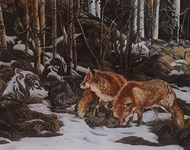 Where Wolves