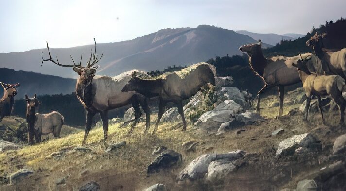 High Country
