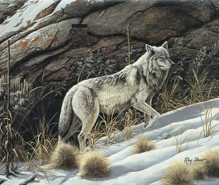 Looking for the Pack